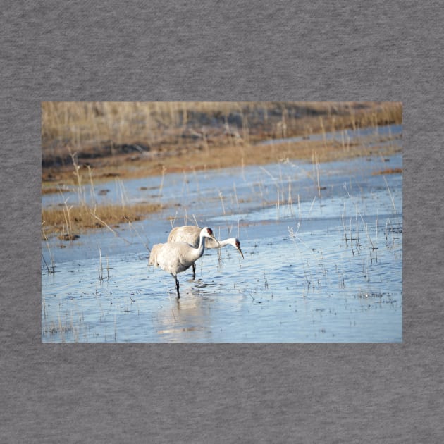 Sandhill Cranes Wading thru Malheur NWR by DeniseBruchmanPhotography